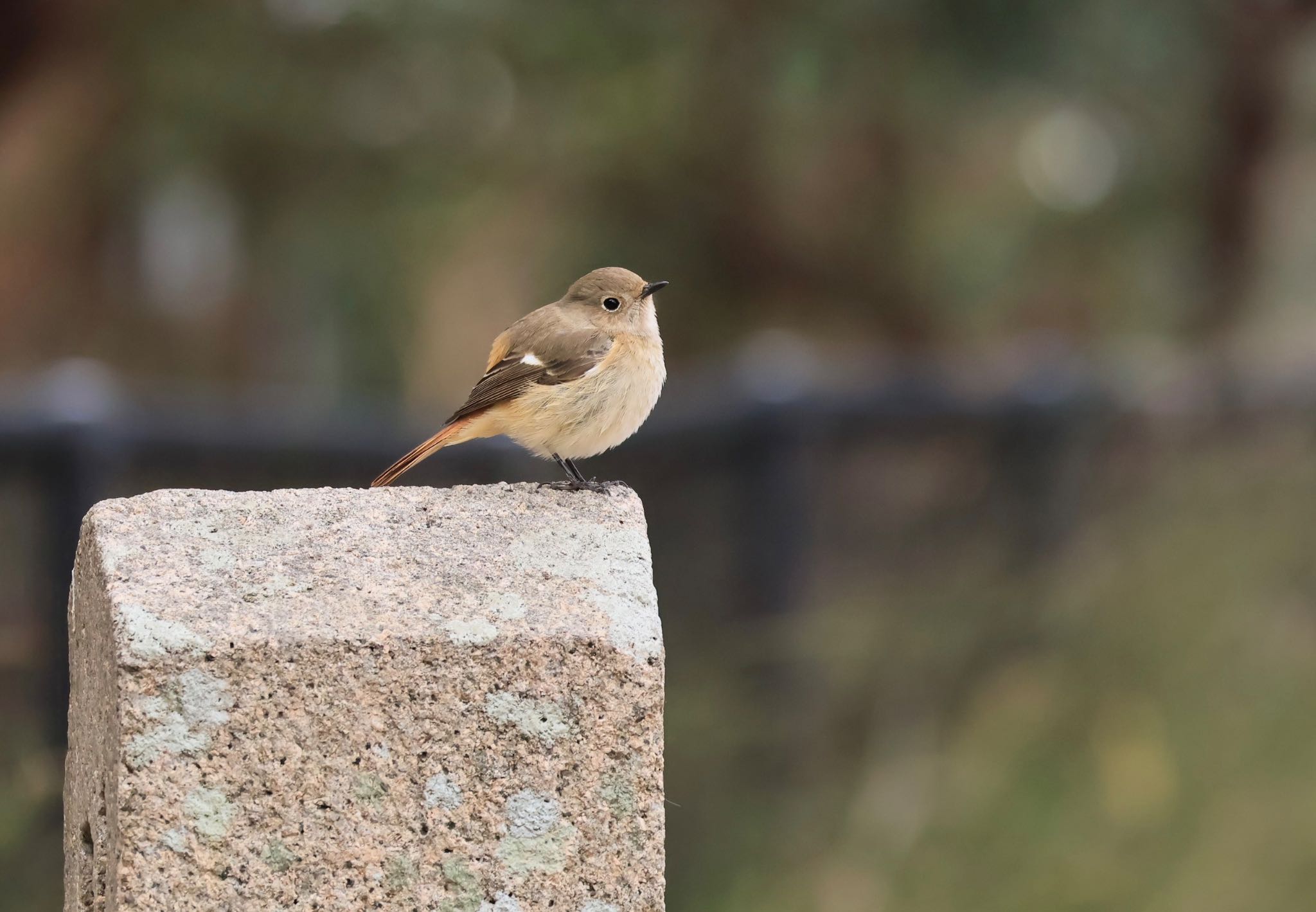 Photo of Daurian Redstart at Koyaike Park by ぼよ