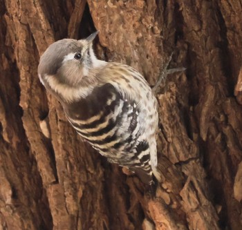 Japanese Pygmy Woodpecker Koyaike Park Sun, 2/11/2024