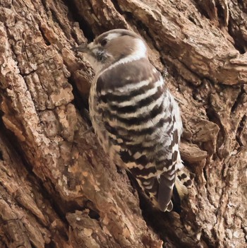 Japanese Pygmy Woodpecker Koyaike Park Sun, 2/11/2024