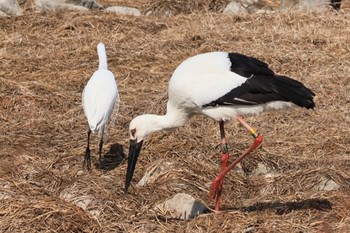 コウノトリ 昆陽池公園 2024年2月11日(日)