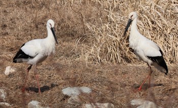 コウノトリ 昆陽池公園 2024年2月11日(日)