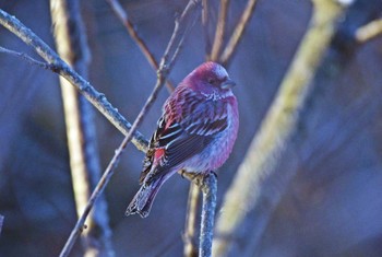 Pallas's Rosefinch Unknown Spots Sat, 2/10/2024