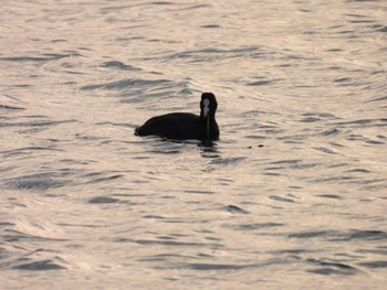 Eurasian Coot 勢田川河口 Sun, 2/11/2024