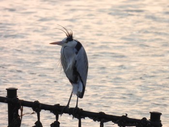 Grey Heron 勢田川河口 Sun, 2/11/2024