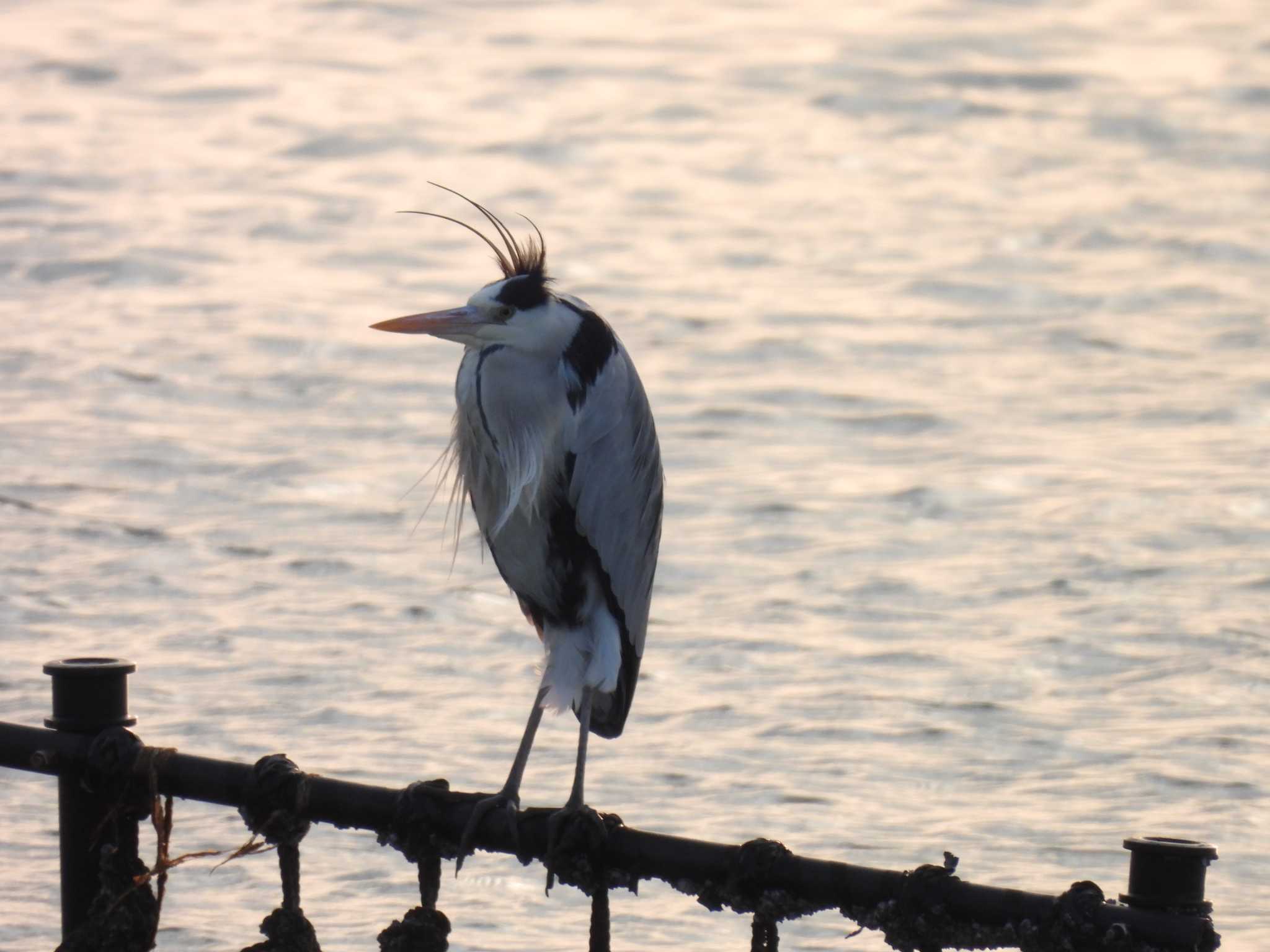 Photo of Grey Heron at 勢田川河口 by aquilla