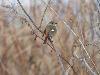 Daurian Redstart 勢田川河口 Sun, 2/11/2024