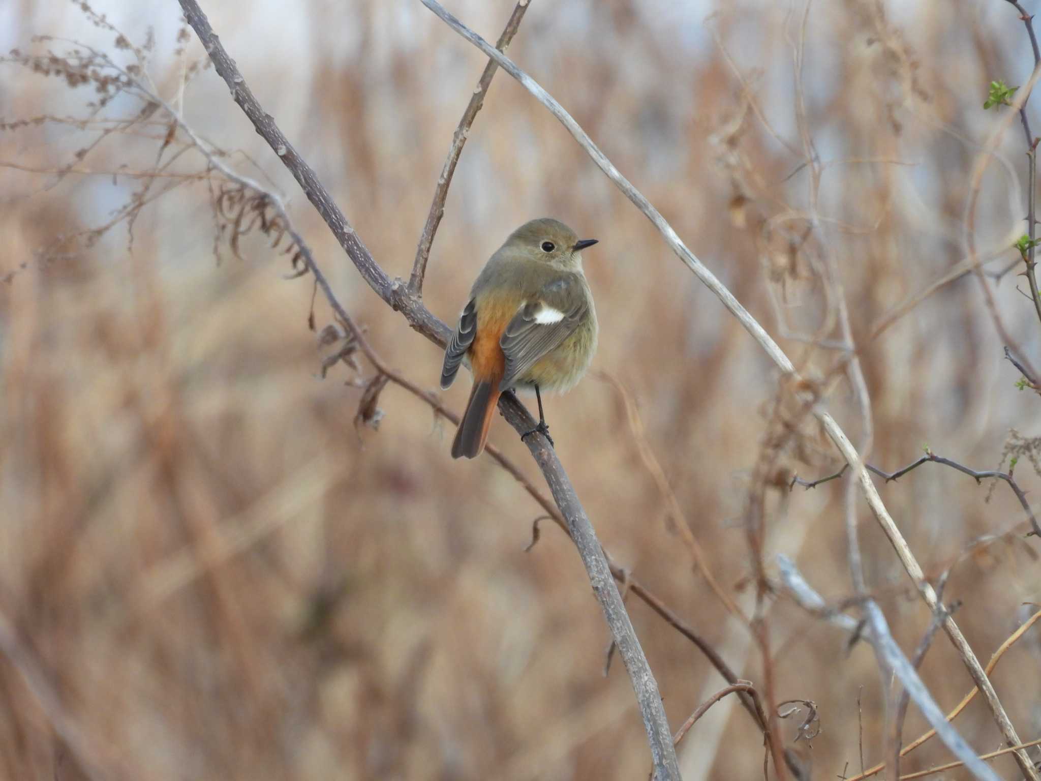 Photo of Daurian Redstart at 勢田川河口 by aquilla