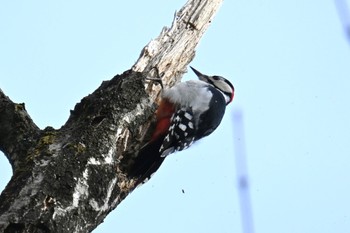 アカゲラ 蔵王野鳥の森自然観察センター 2024年2月3日(土)