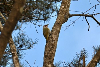 アオゲラ 蔵王野鳥の森自然観察センター 2024年2月3日(土)