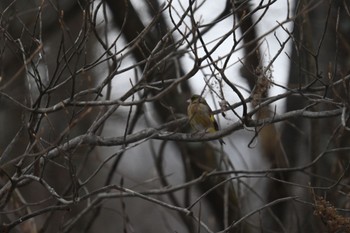 カワラヒワ 蔵王野鳥の森自然観察センター 2024年2月3日(土)