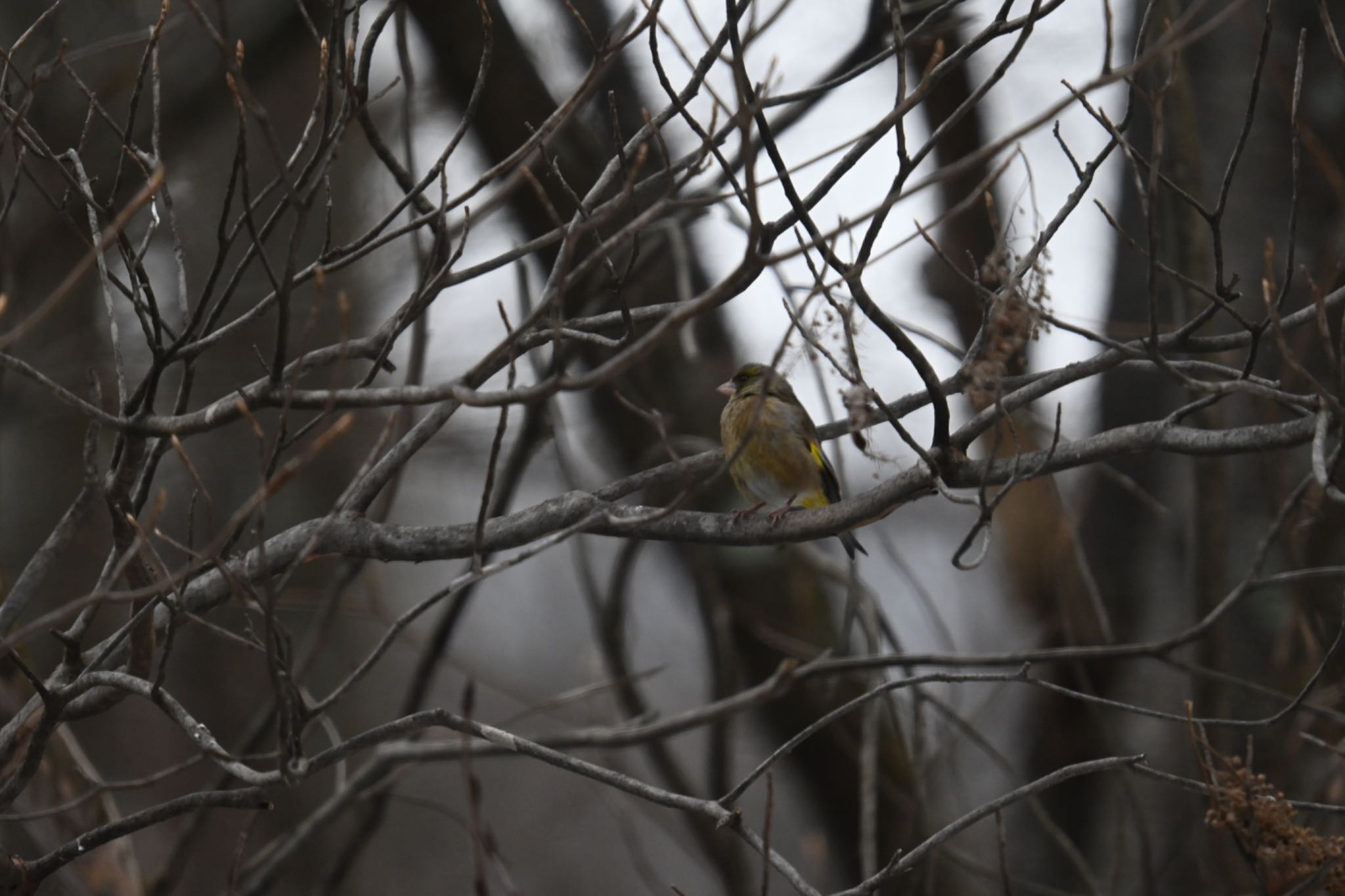 蔵王野鳥の森自然観察センター カワラヒワの写真 by ＭＡＲＵ。