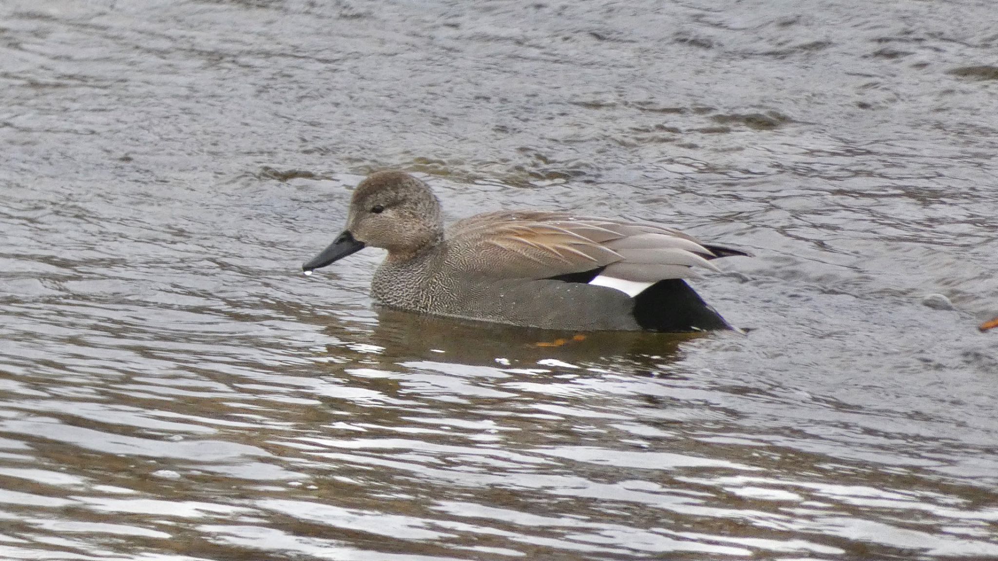 Gadwall