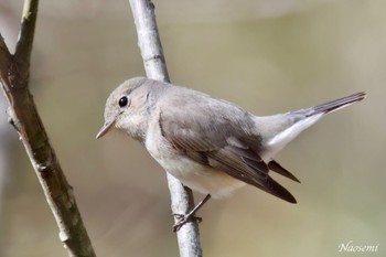 Red-breasted Flycatcher 小網代の森 Sat, 2/10/2024