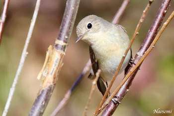 ニシオジロビタキ 小網代の森 2024年2月10日(土)