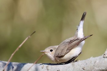 Red-breasted Flycatcher 小網代の森 Sat, 2/10/2024