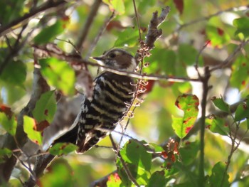 2024年2月11日(日) 生駒山麓公園の野鳥観察記録