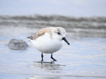 Sanderling Sambanze Tideland Sun, 1/28/2024