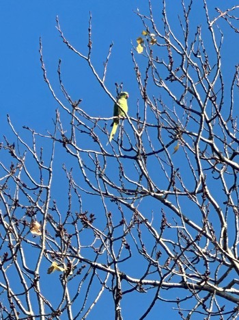 Indian Rose-necked Parakeet 多摩川台公園 Fri, 1/5/2024