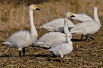 Snow Goose 夏目の堰 (八丁堰) Sat, 2/10/2024