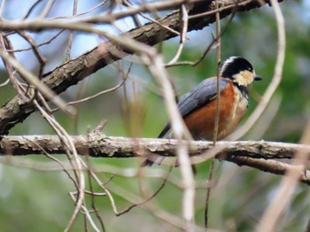 Varied Tit 生駒山 Sun, 2/11/2024