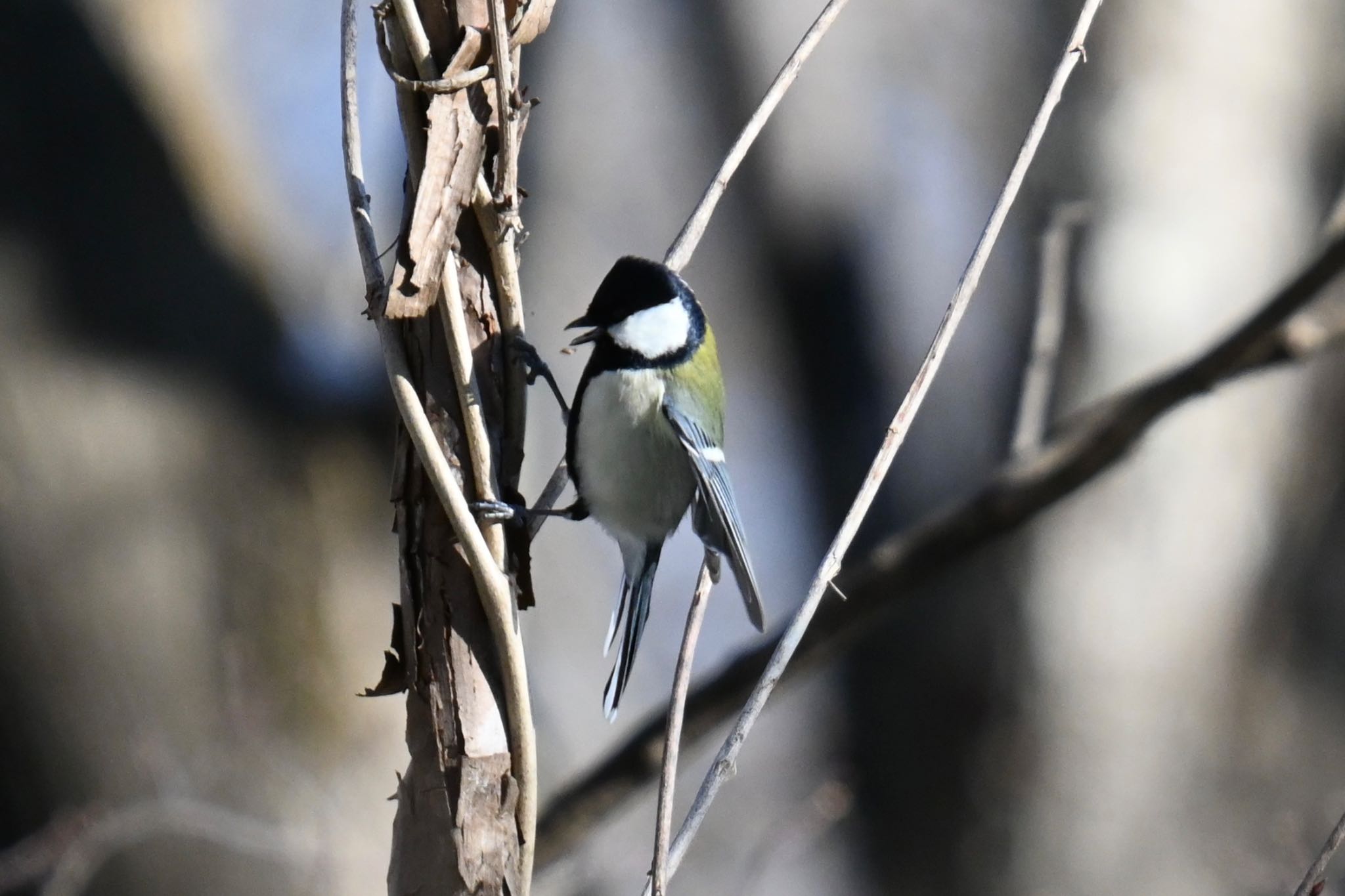 蔵王野鳥の森自然観察センター シジュウカラの写真 by ＭＡＲＵ。