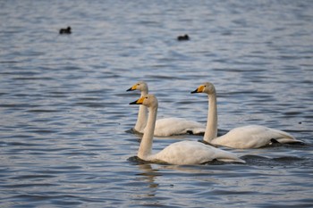 Whooper Swan Izunuma Sun, 1/7/2024