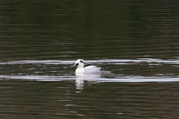 Smew 佐紀池 Sun, 2/4/2024