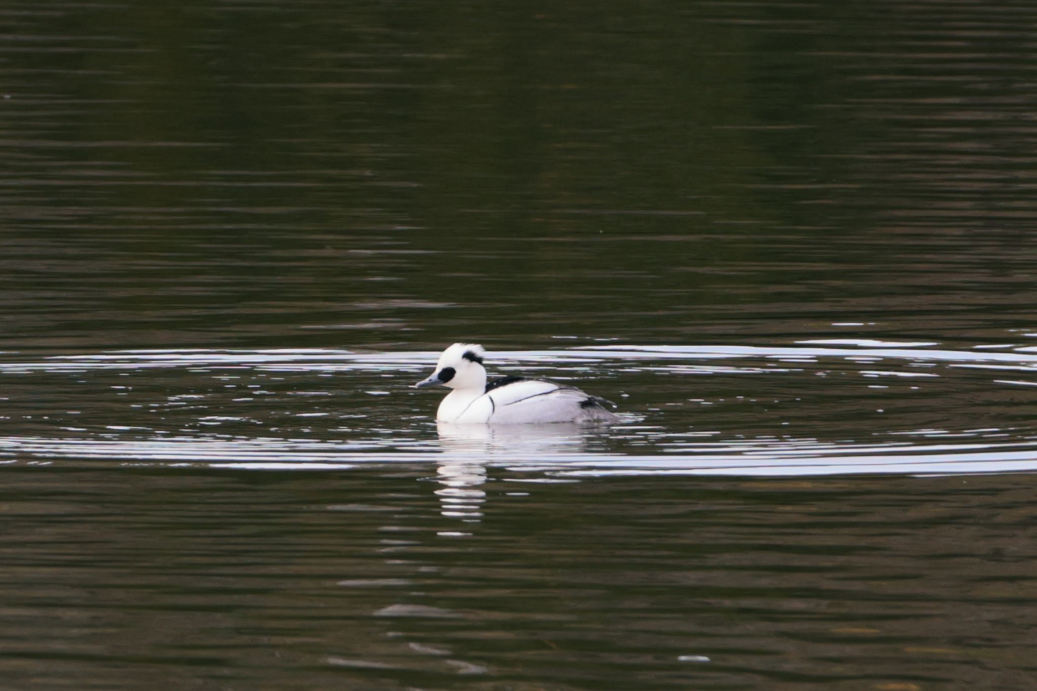 Photo of Smew at 佐紀池 by カズたん