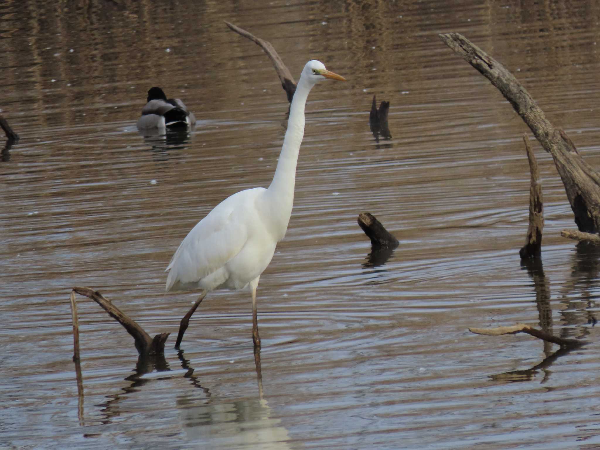 Great Egret