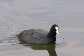 2024年2月4日(日) 佐紀池の野鳥観察記録