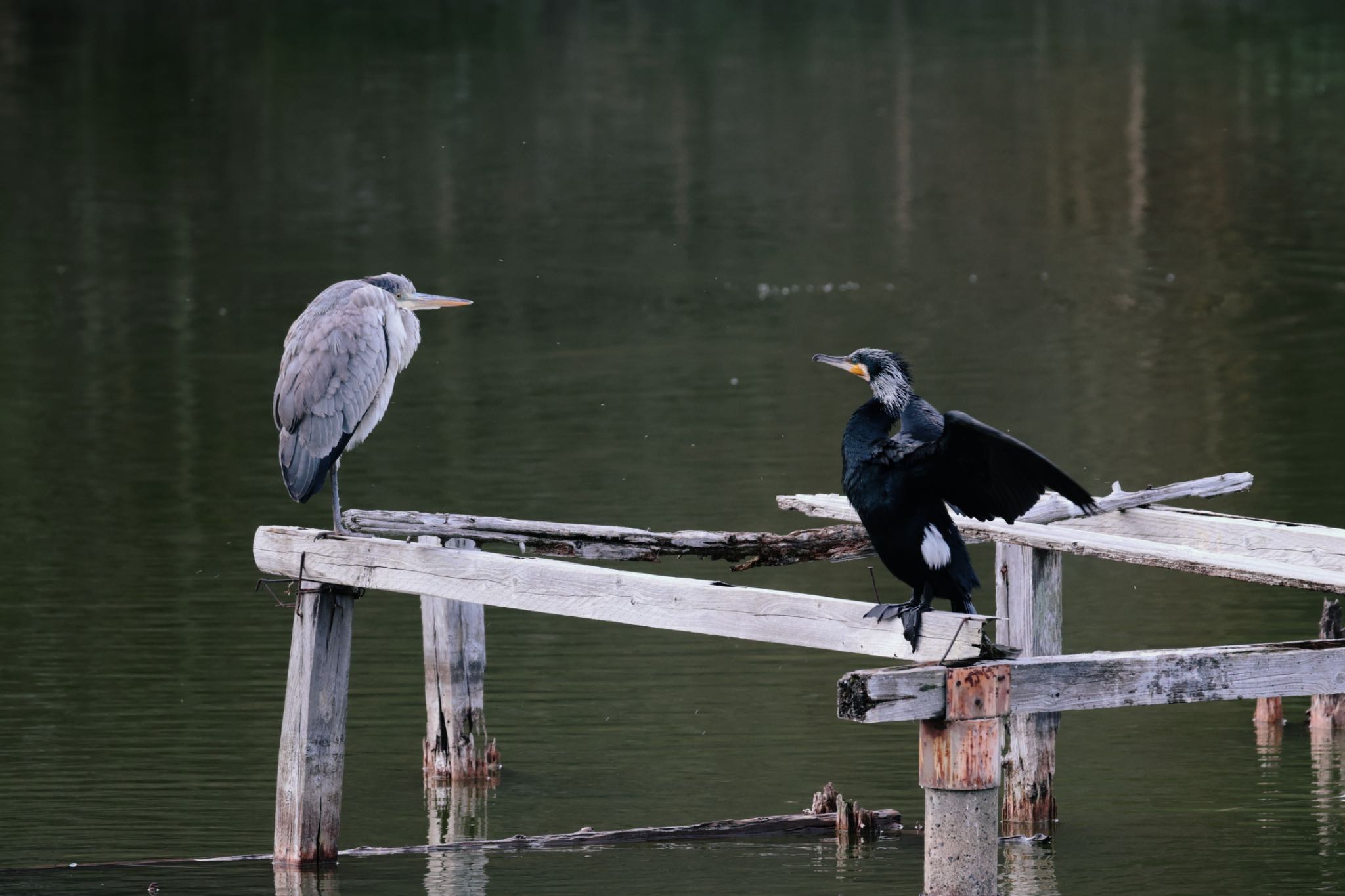 Photo of Great Cormorant at 佐紀池 by カズたん