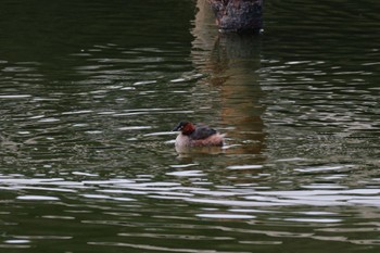 Little Grebe 佐紀池 Sun, 2/4/2024