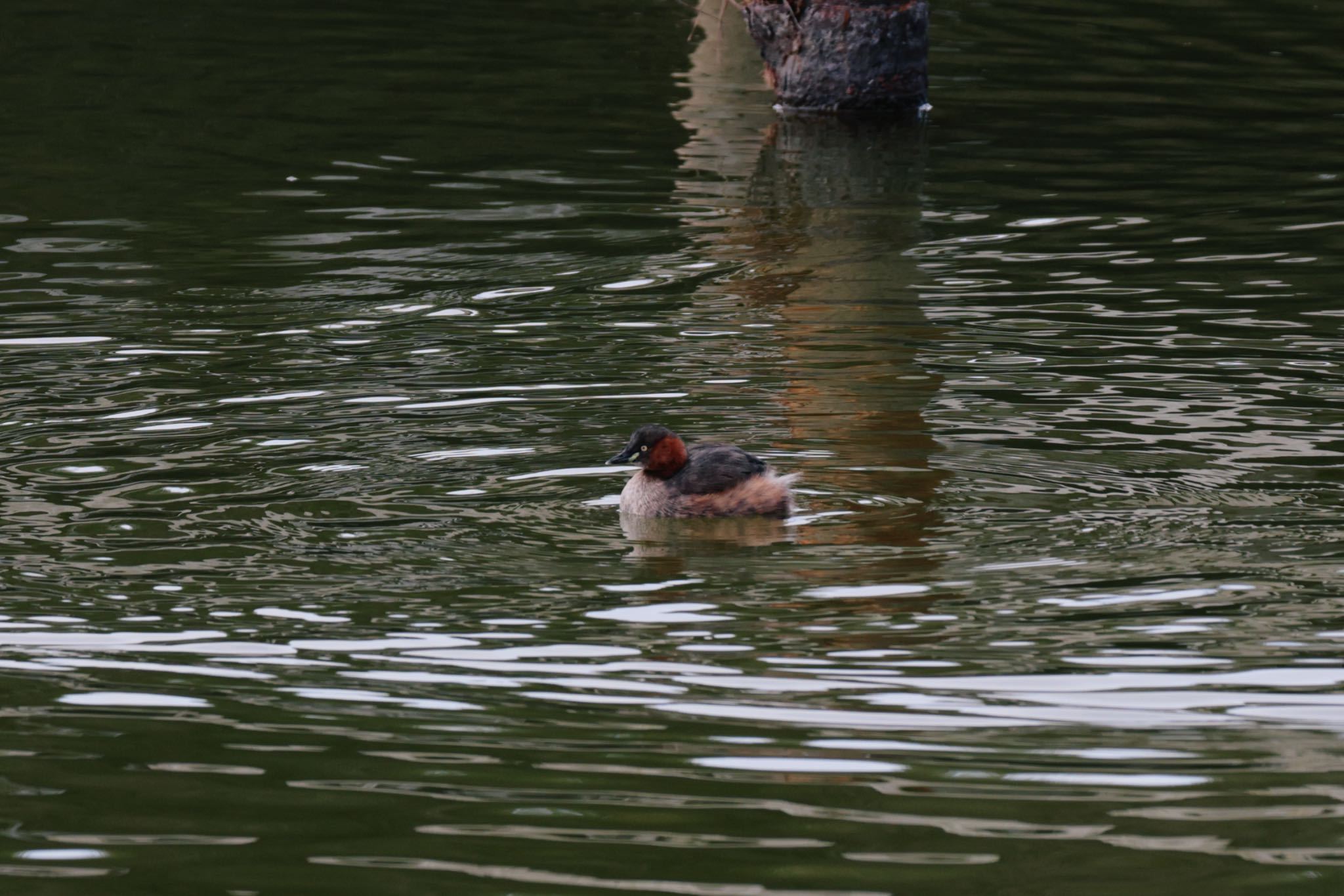 Photo of Little Grebe at 佐紀池 by カズたん