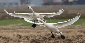 Tundra Swan 滋賀県湖北 Sat, 2/10/2024