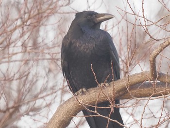 Carrion Crow 笠松みなと公園 Sun, 2/11/2024