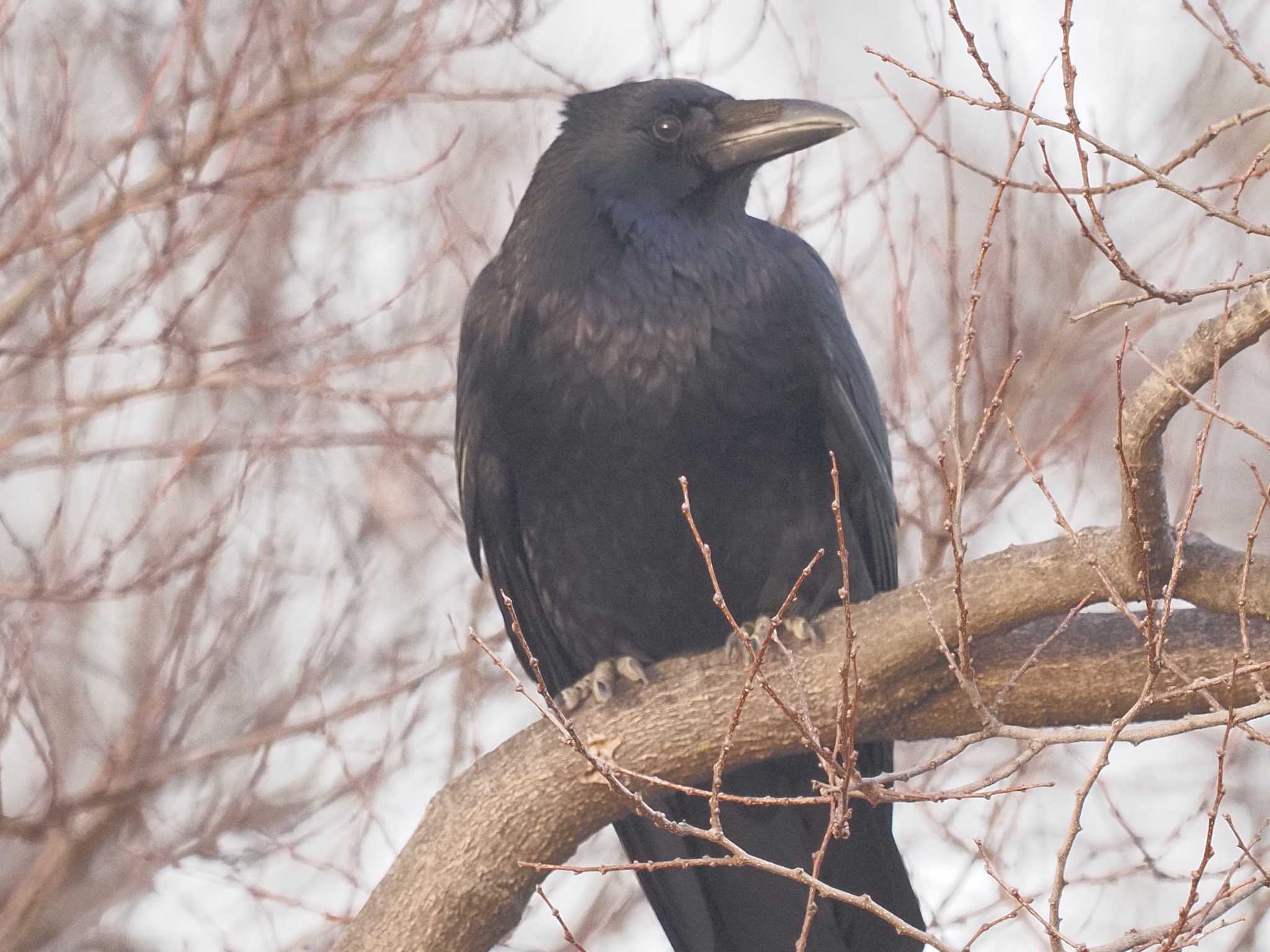 Carrion Crow