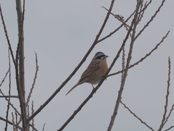 Meadow Bunting 笠松みなと公園 Sun, 2/11/2024