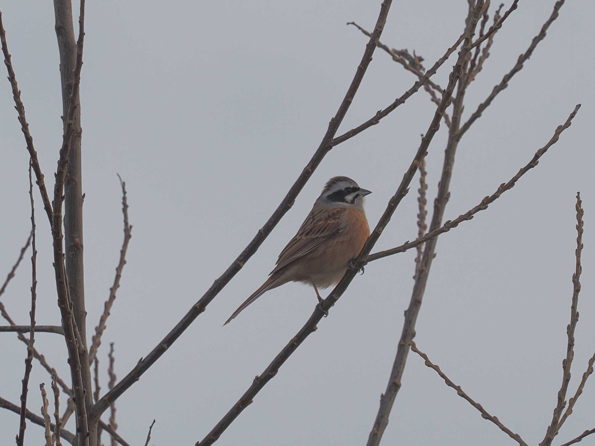 Meadow Bunting