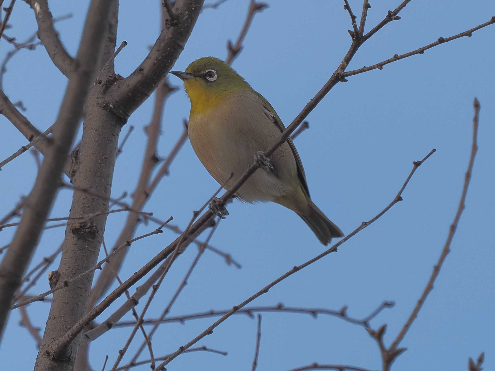 Warbling White-eye