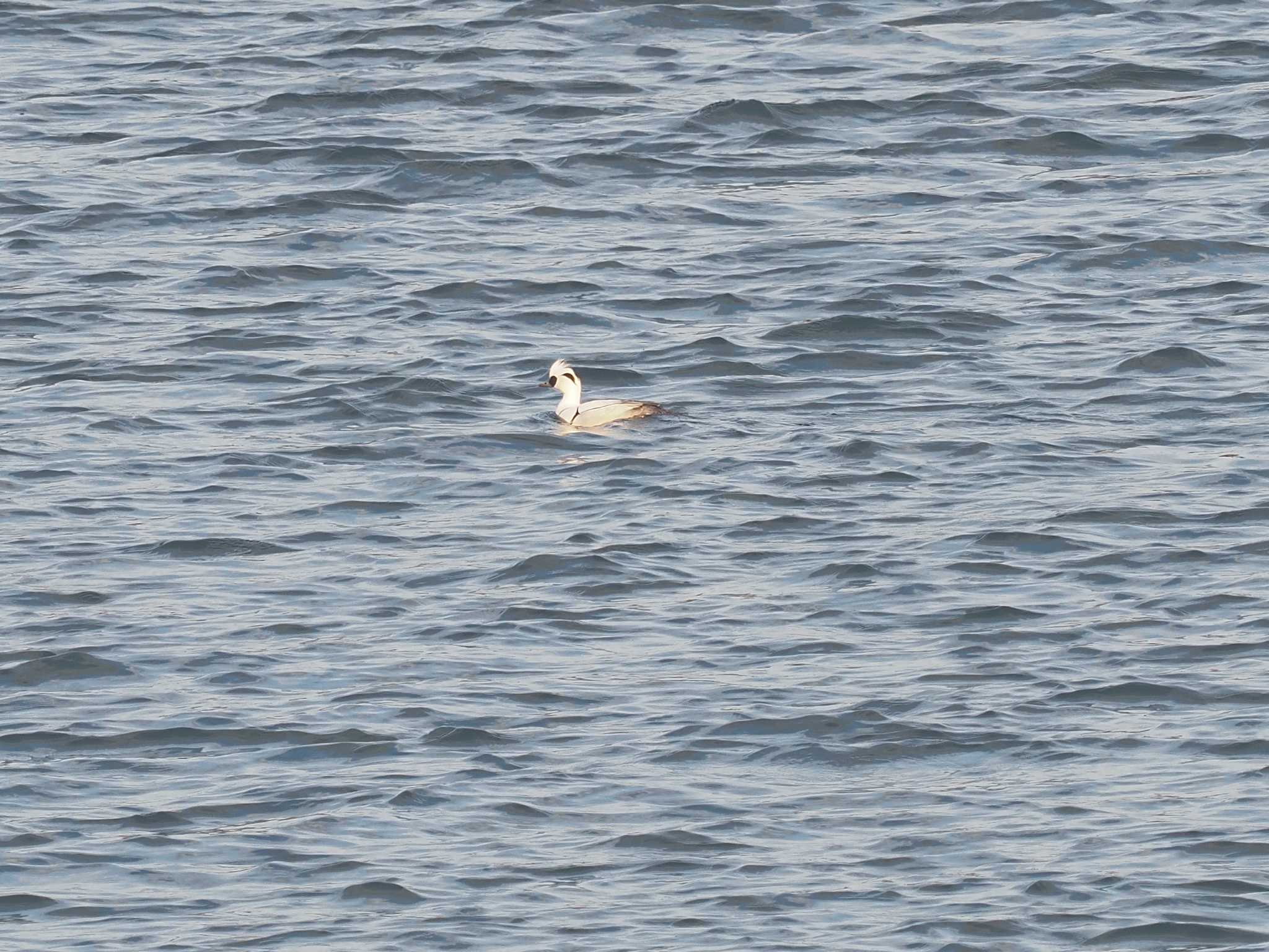 Photo of Smew at 笠松みなと公園 by MaNu猫