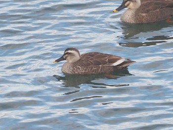 Eastern Spot-billed Duck 笠松みなと公園 Sun, 2/11/2024