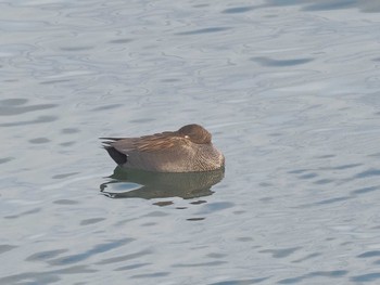 オカヨシガモ 笠松みなと公園 2024年2月11日(日)