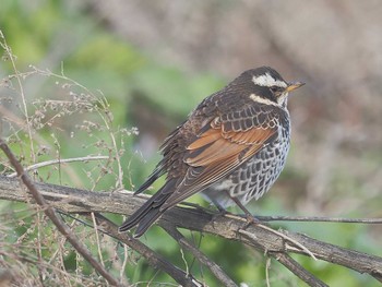 Dusky Thrush 笠松みなと公園 Sun, 2/11/2024