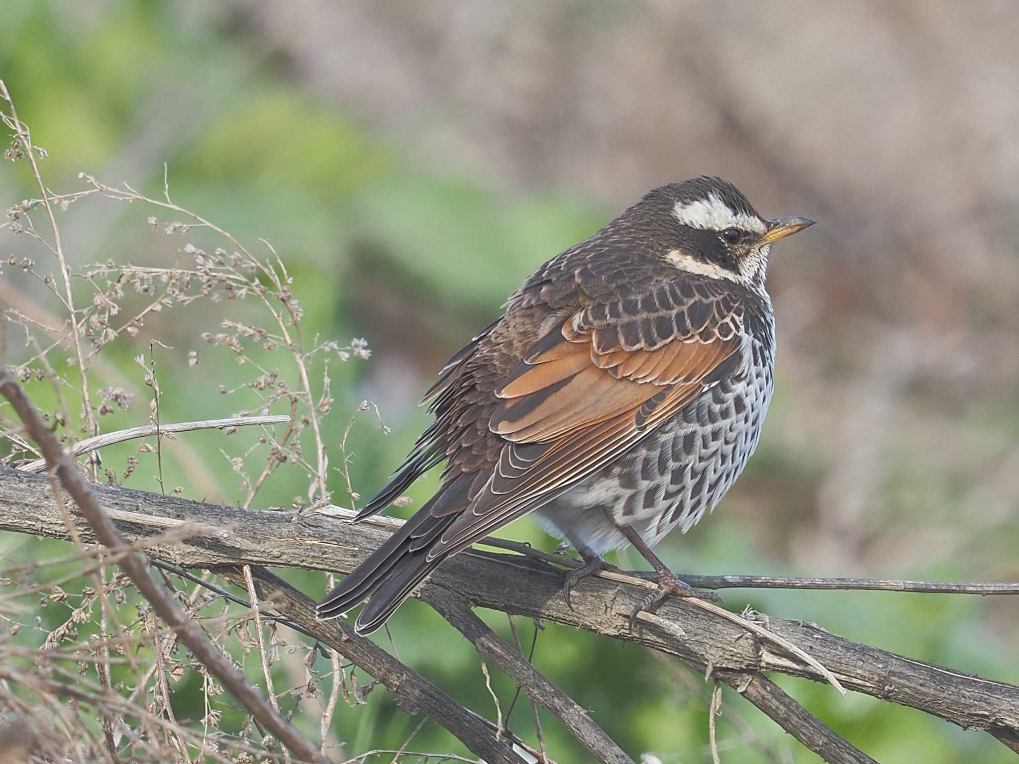 Dusky Thrush