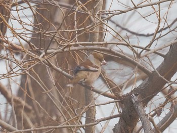 Hawfinch 笠松みなと公園 Sun, 2/11/2024