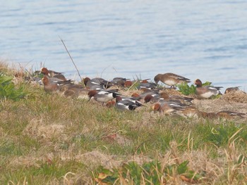 Eurasian Wigeon 笠松みなと公園 Sun, 2/11/2024