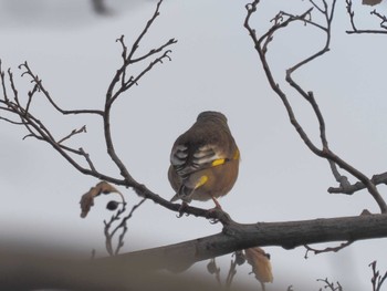 2024年2月11日(日) 笠松みなと公園の野鳥観察記録