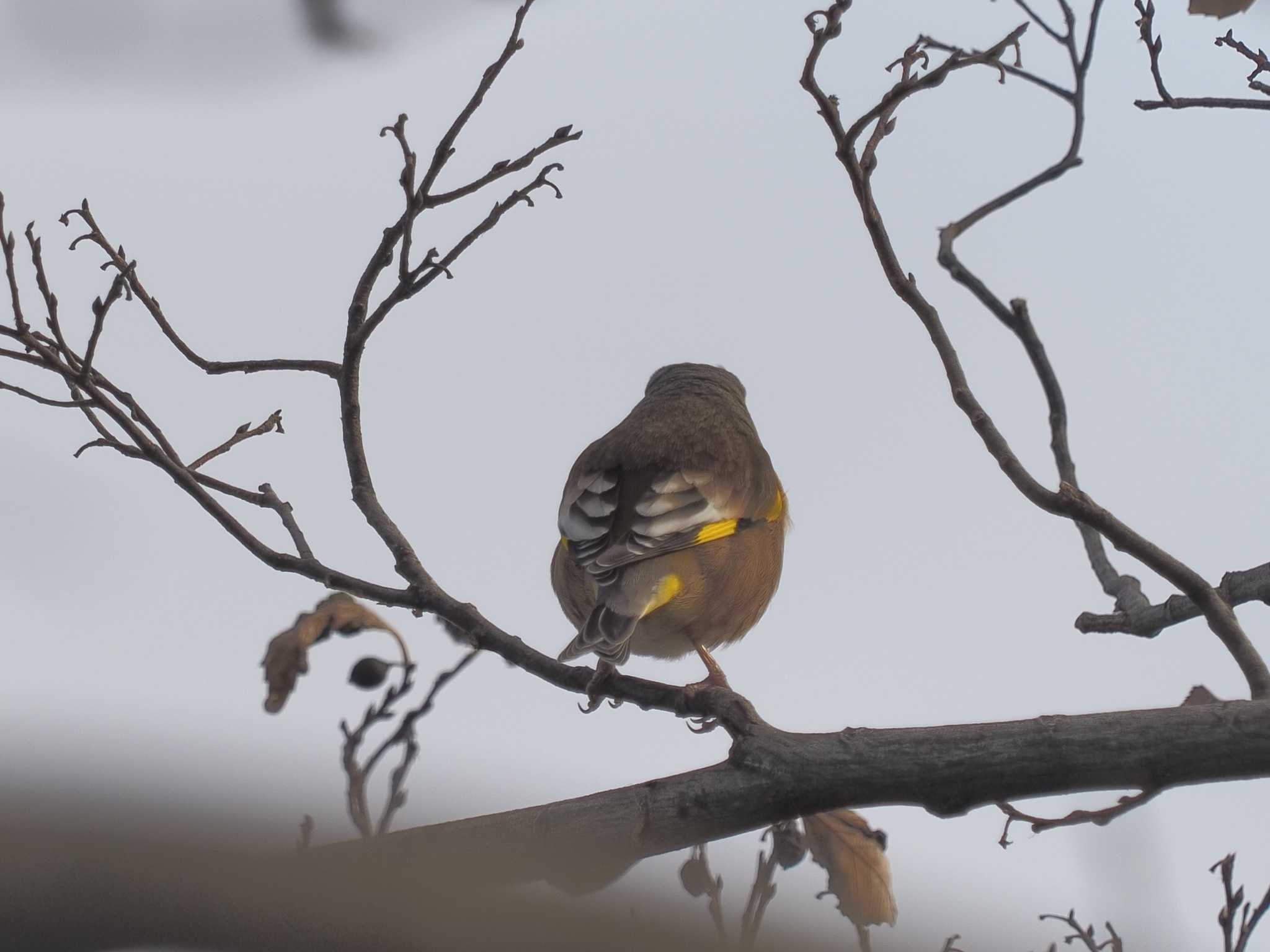 Oriental Greenfinch(kawarahiba)