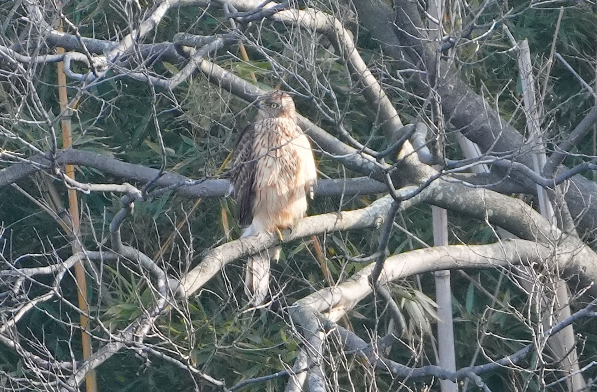 Eurasian Goshawk