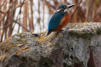 2024年2月11日(日) 長居公園植物園の野鳥観察記録